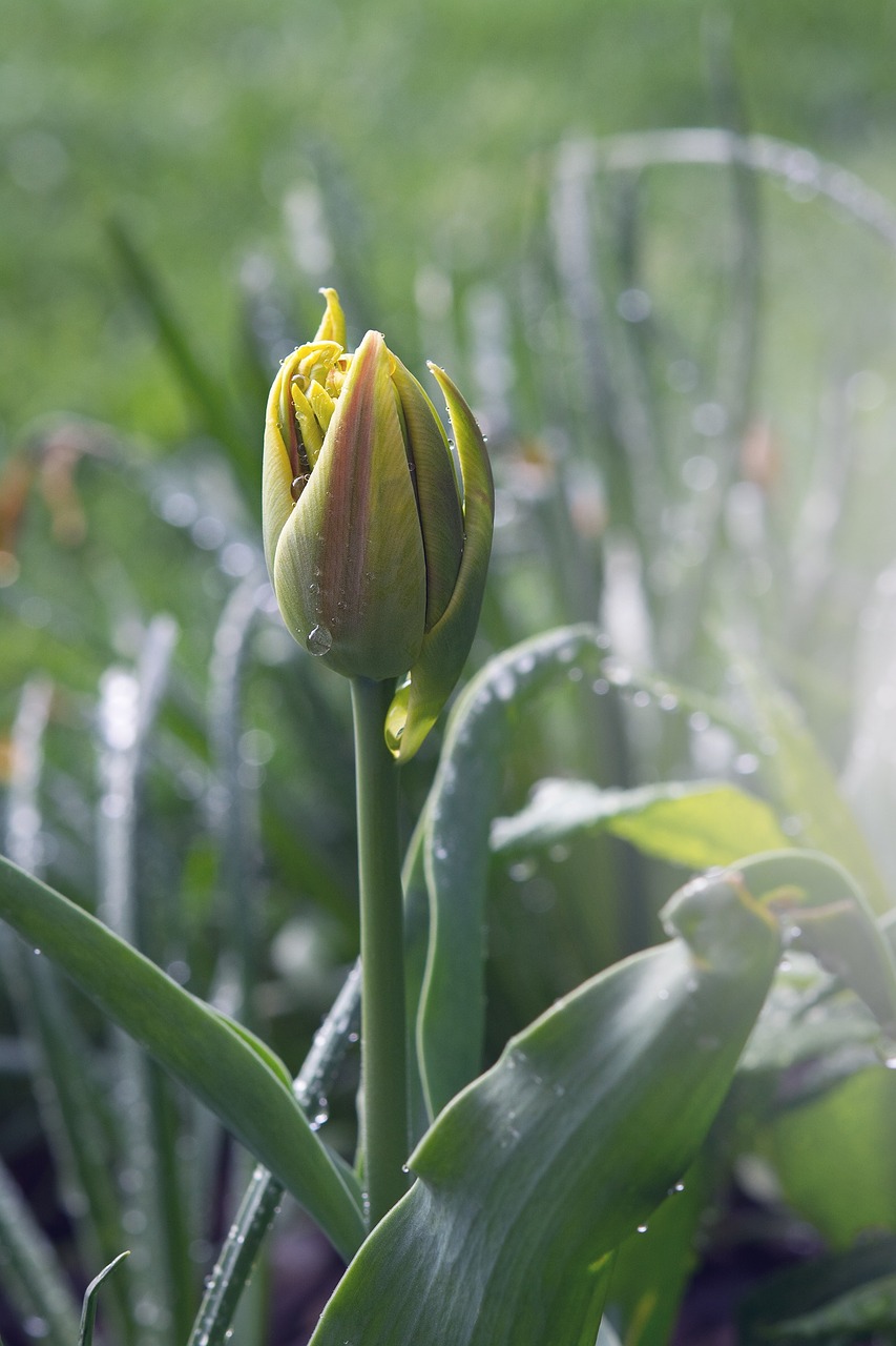 tulip flower blossom free photo