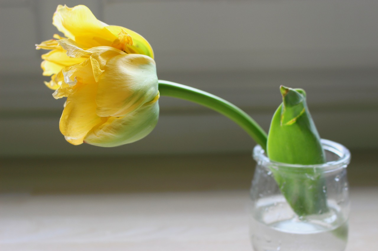 tulip yellow flower free photo