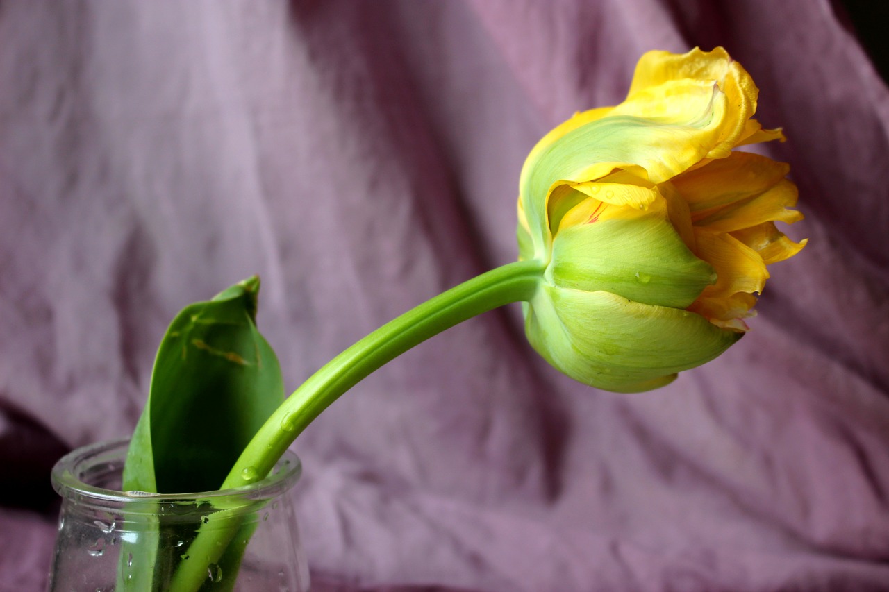 tulip yellow flower free photo