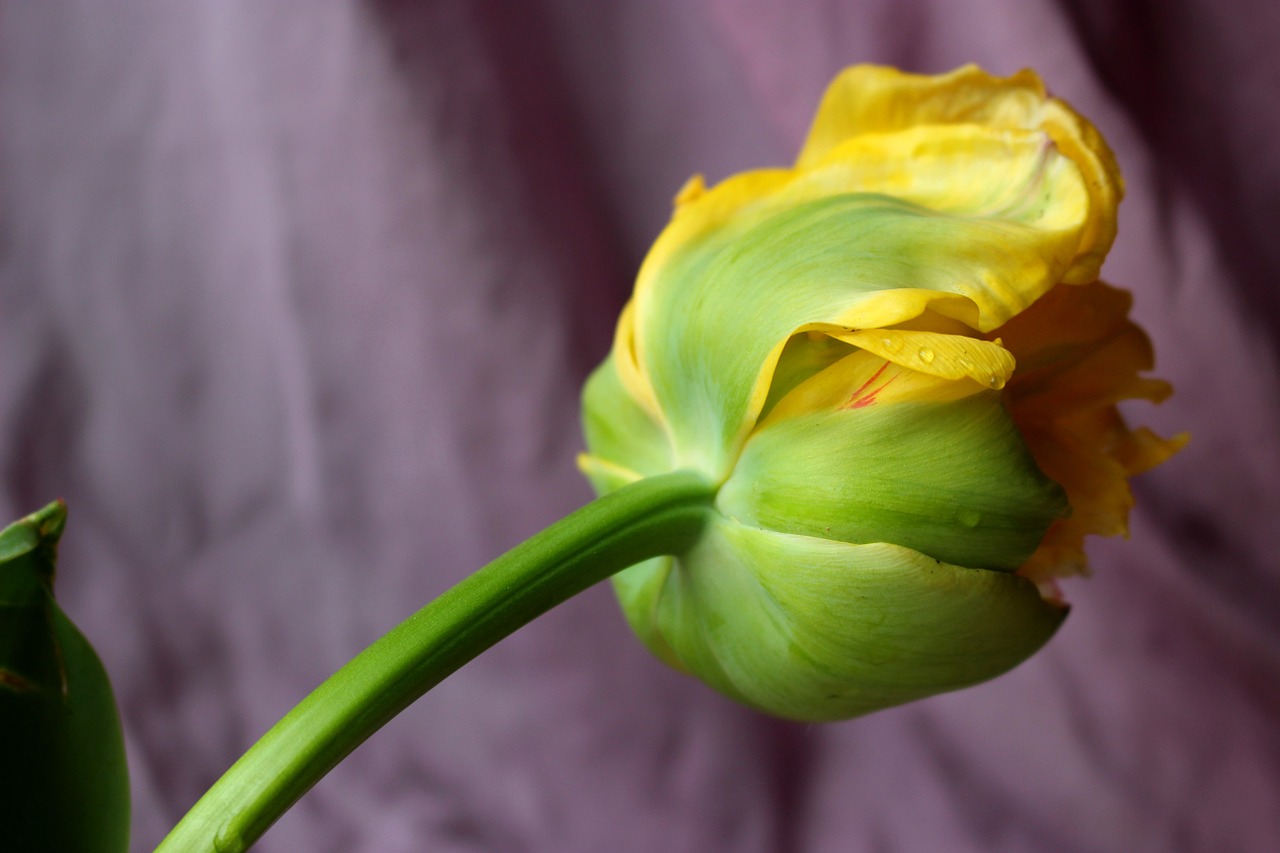 tulip yellow spring free photo