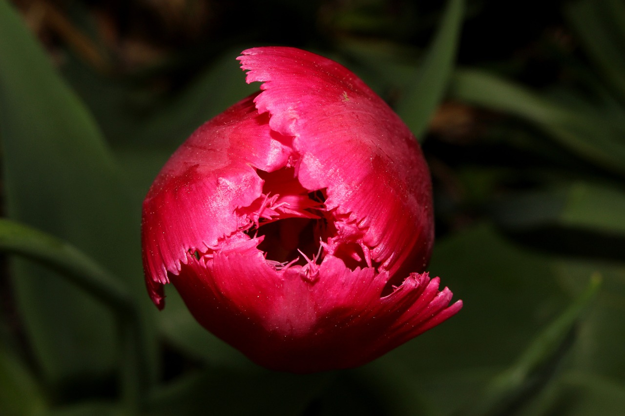 tulip flower pink free photo