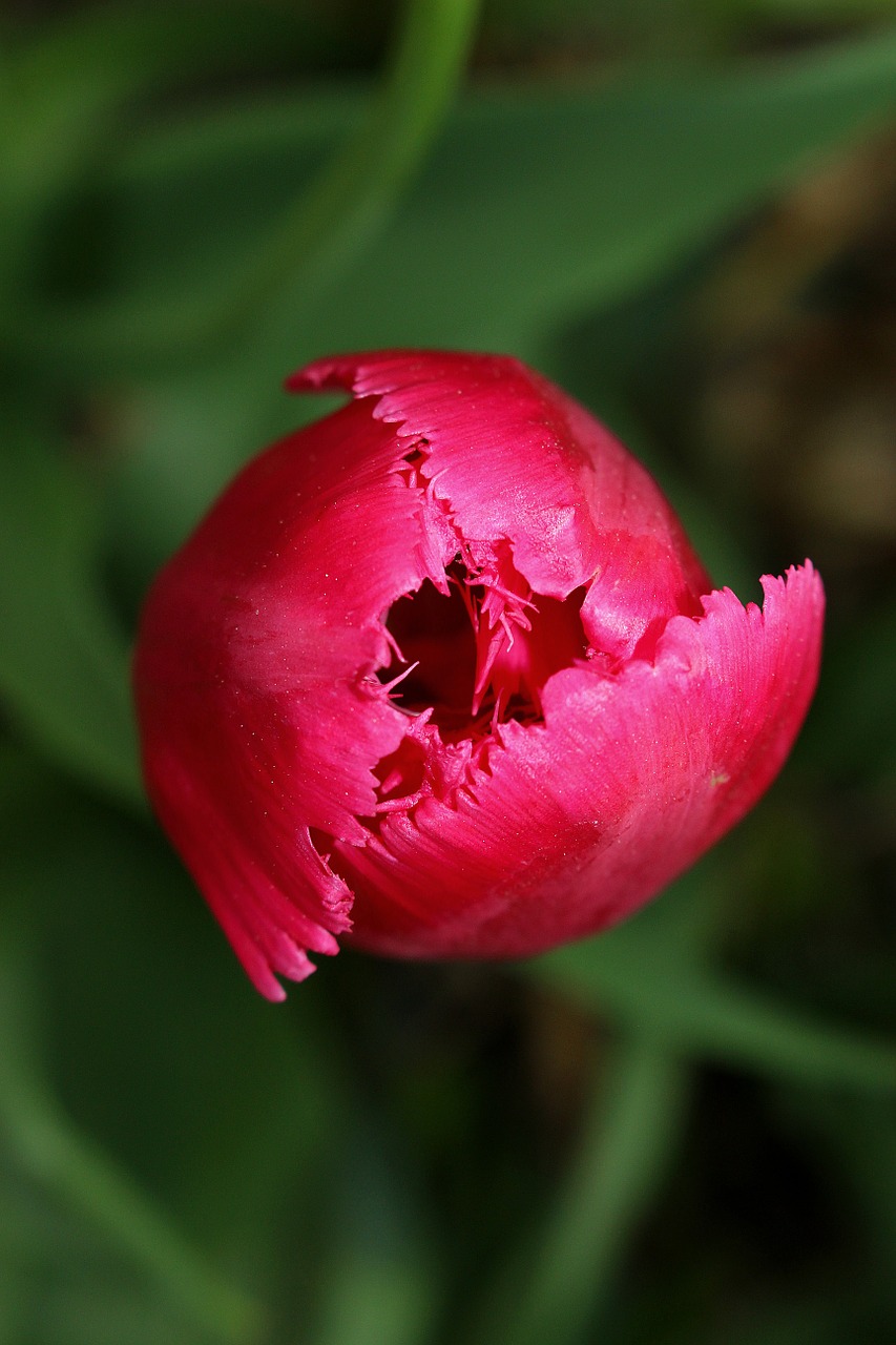 tulip flower pink free photo