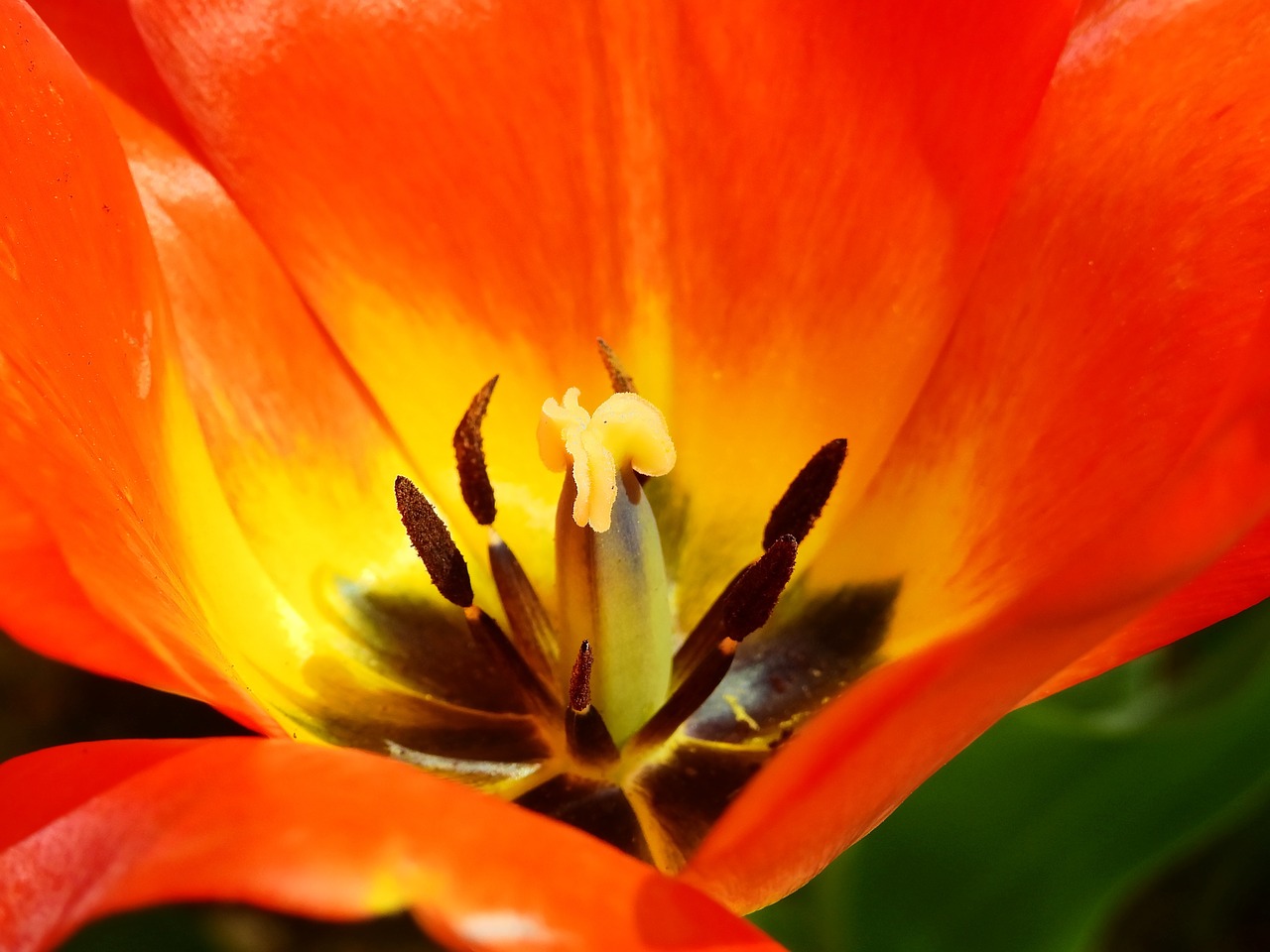 tulip flower blossom free photo