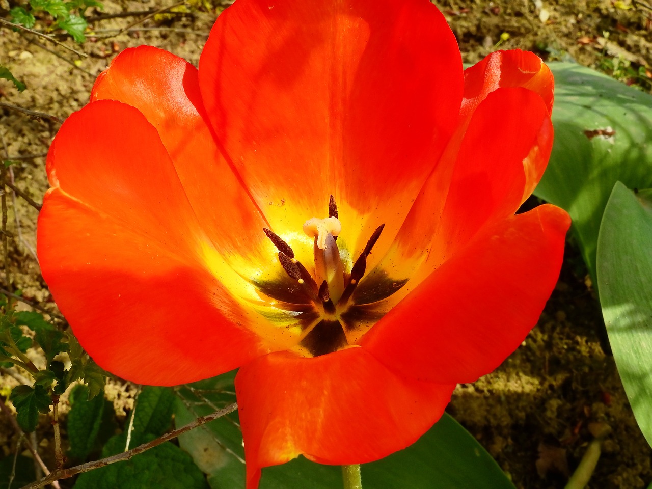 tulip flower blossom free photo