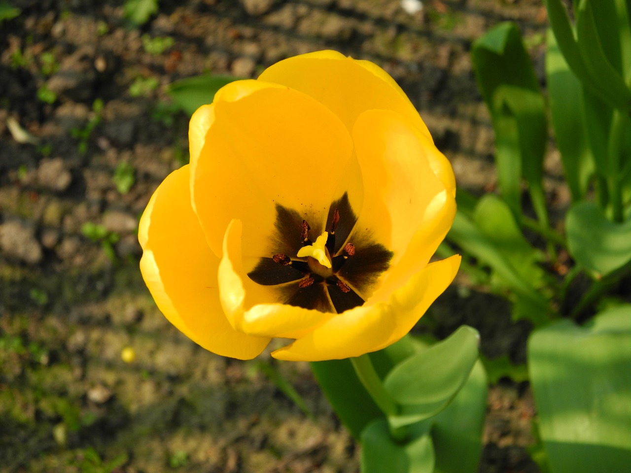 tulip spring flower yellow free photo