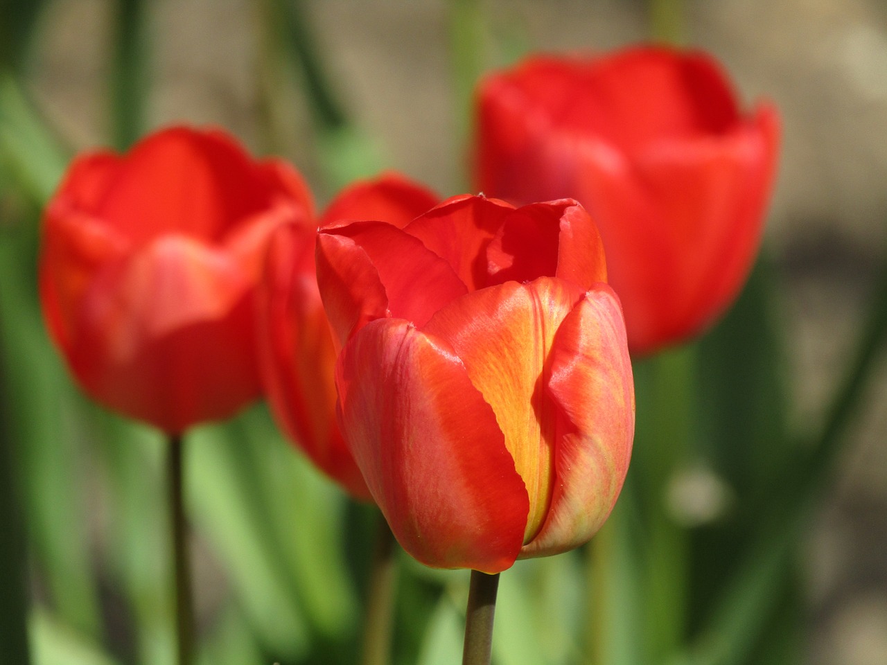 tulip tulips spring free photo