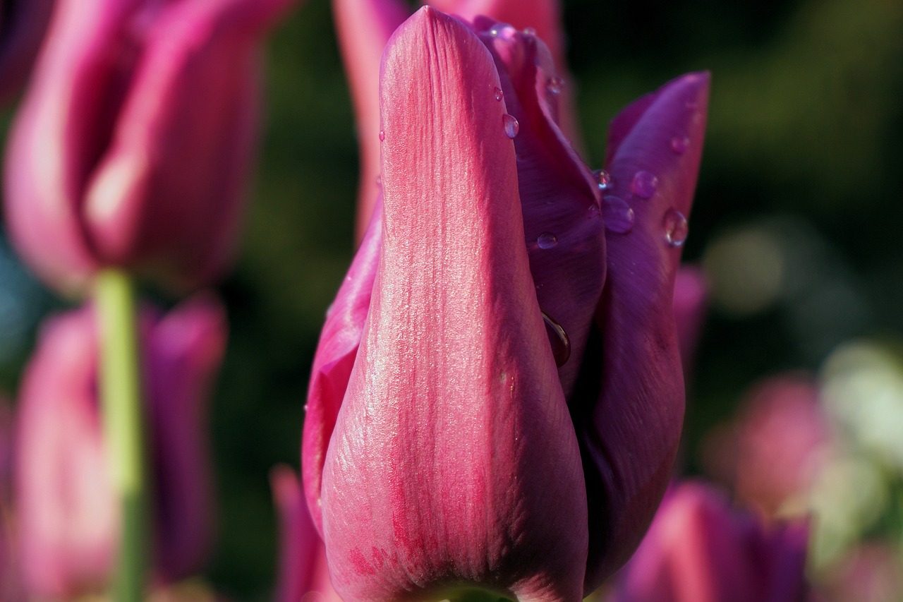 tulip flower blossom free photo