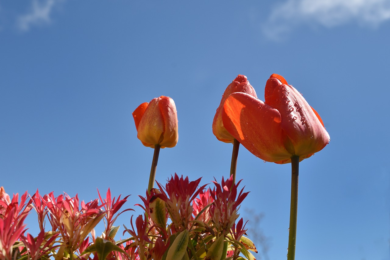 tulip blue garden flowers free photo