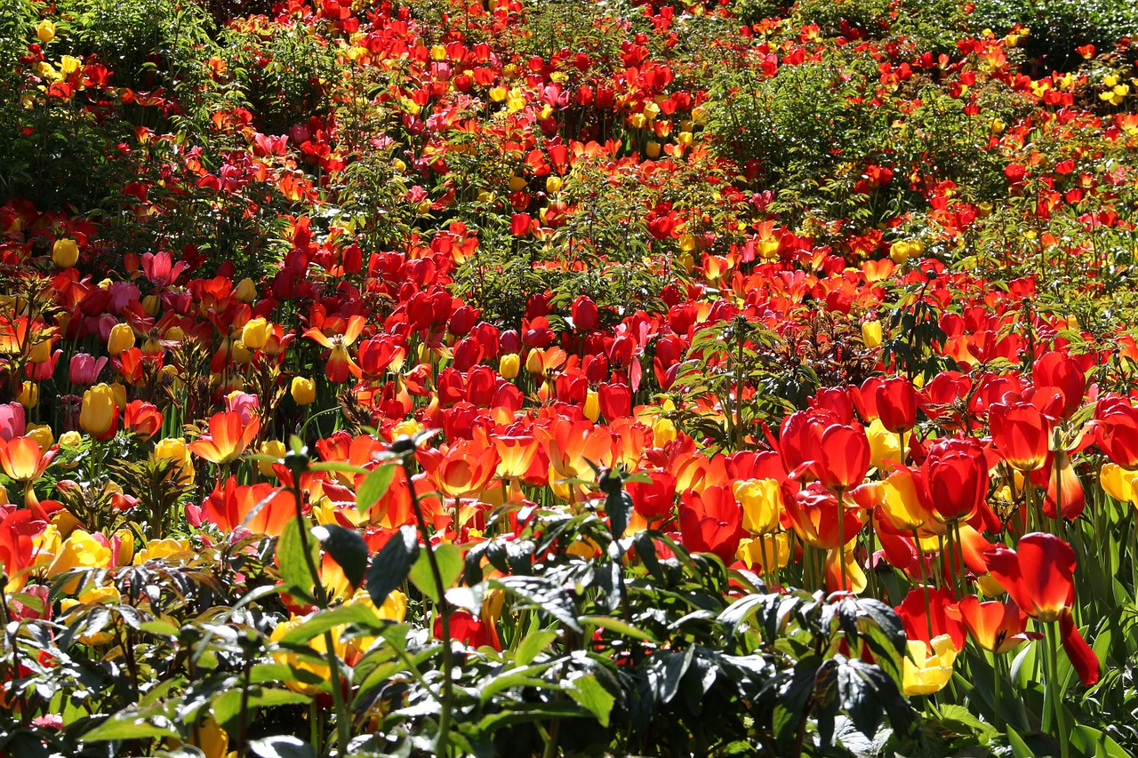 tulip flower nature free photo