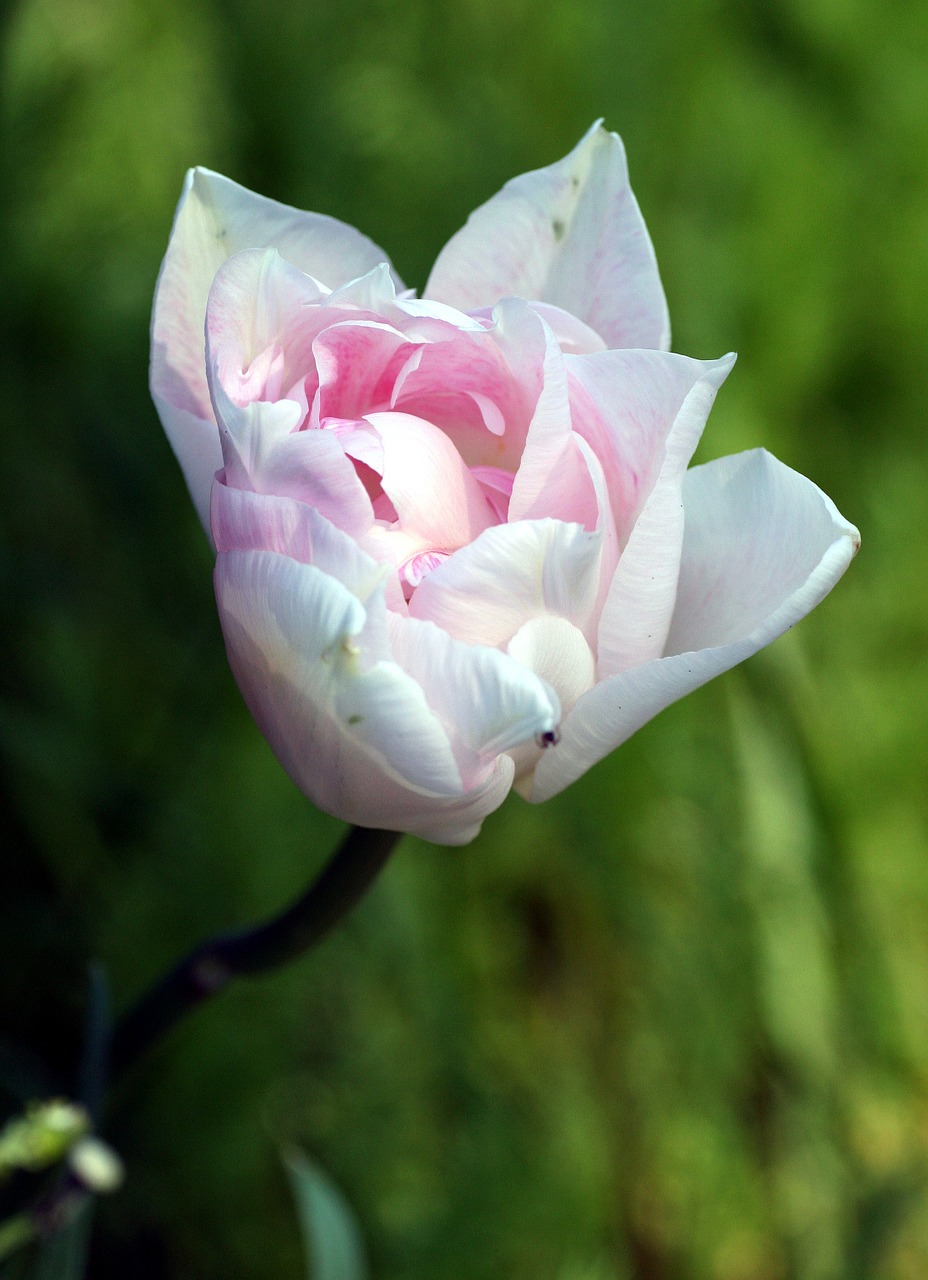 tulip petals flower free photo