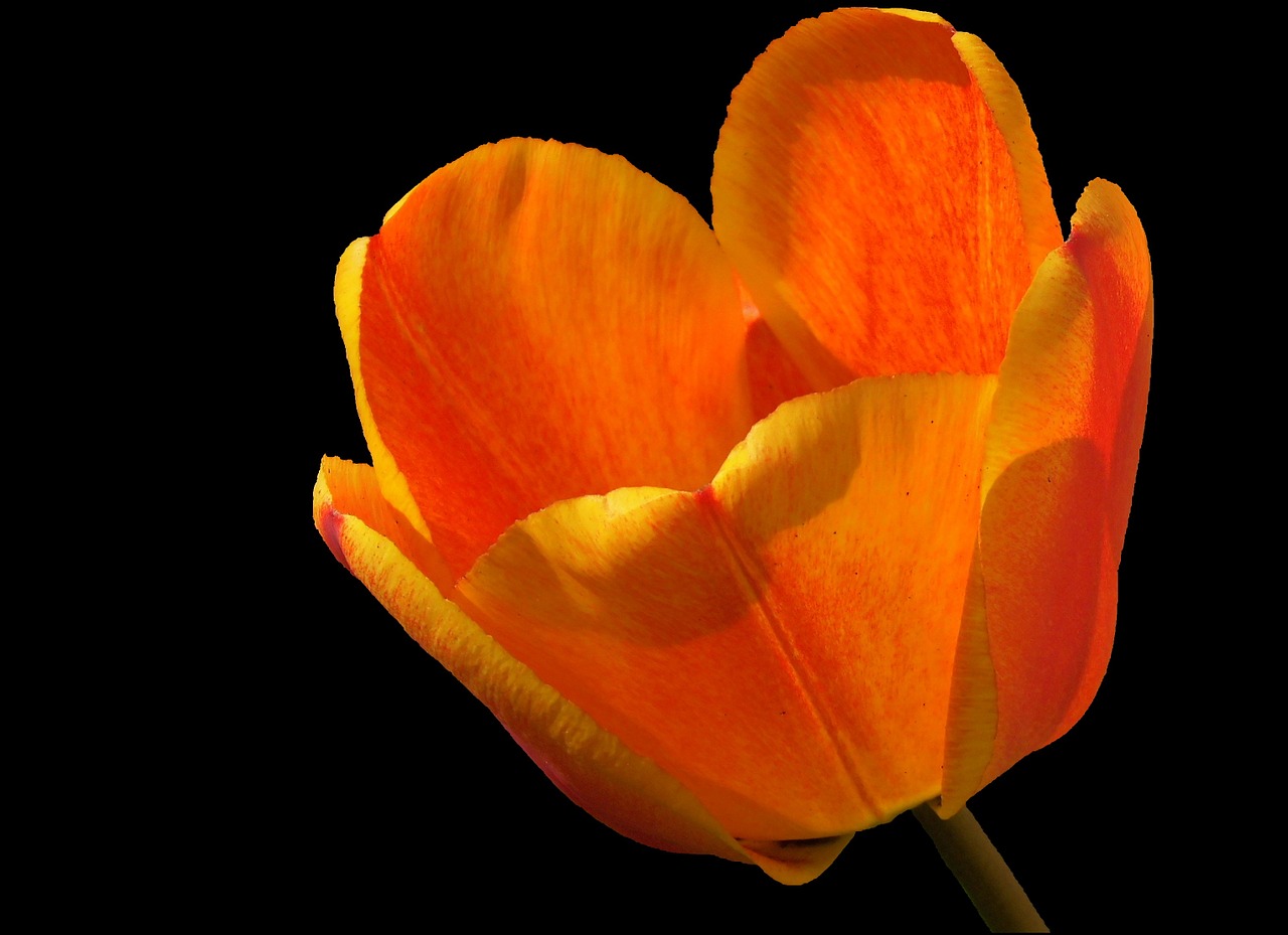 tulip tulipa blossom free photo