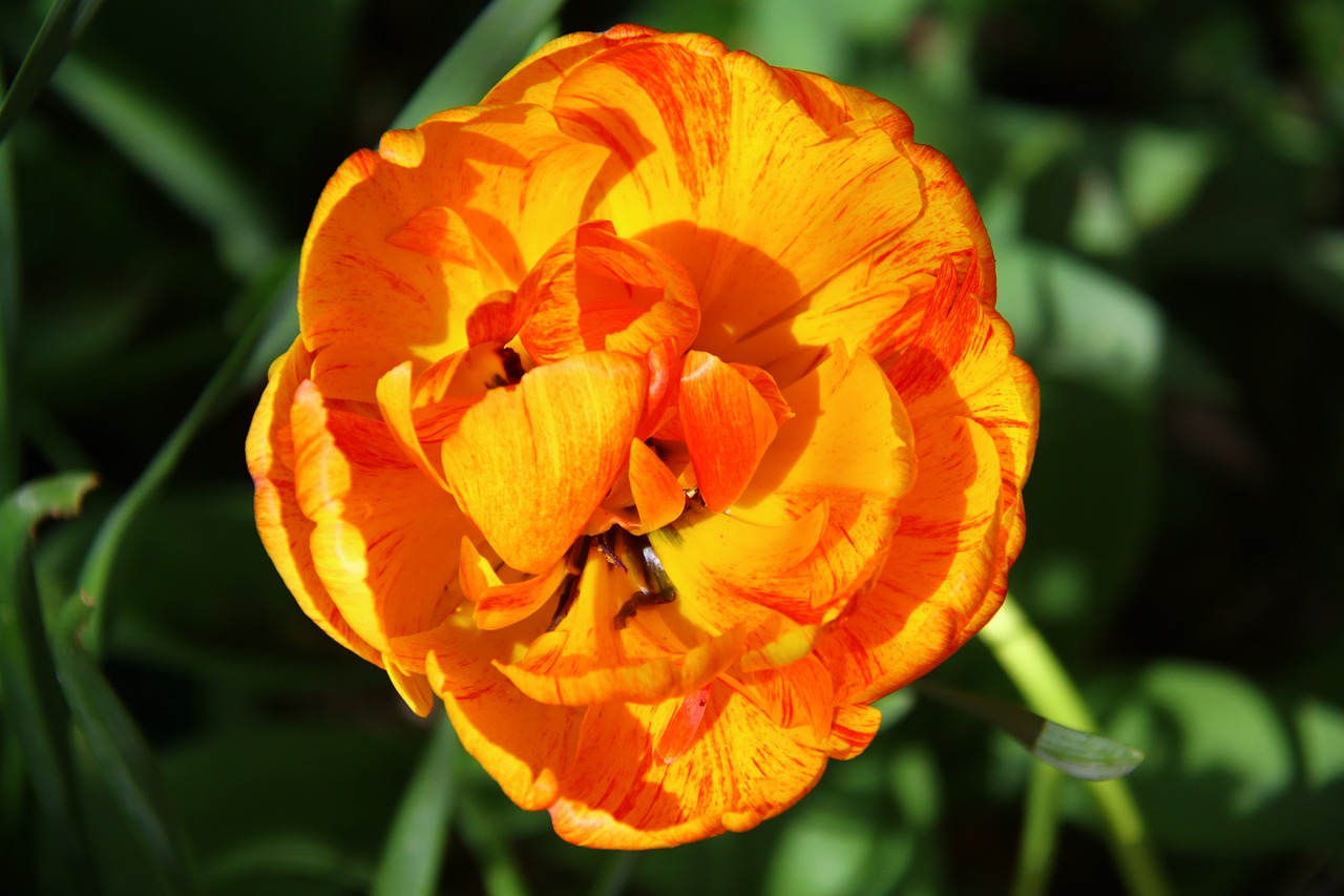 tulip orange flower free photo