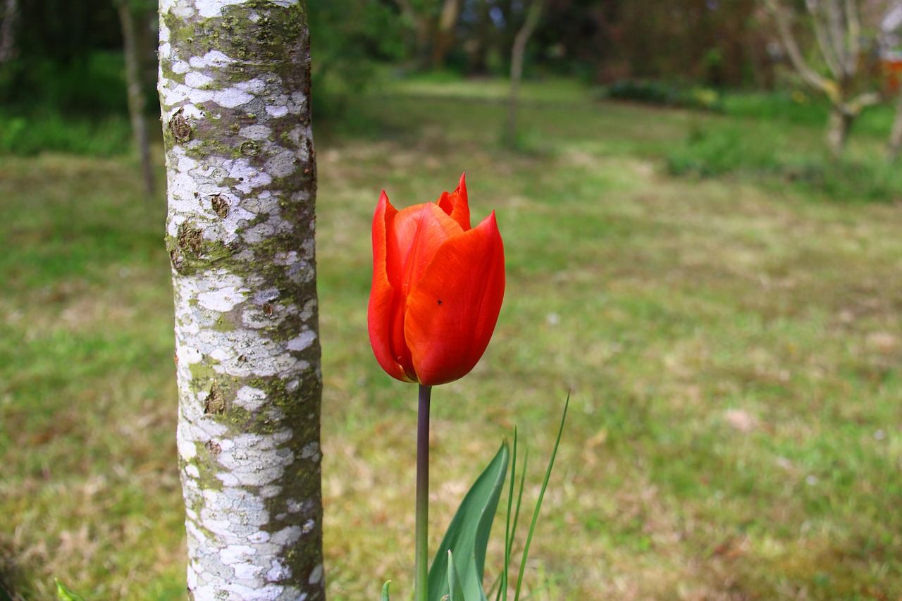 tulip red flower free photo