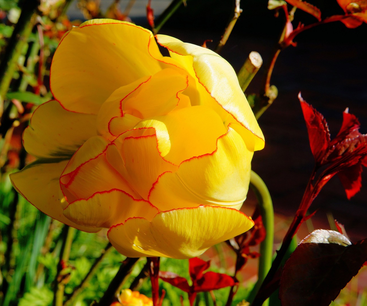 tulip blossom bloom free photo