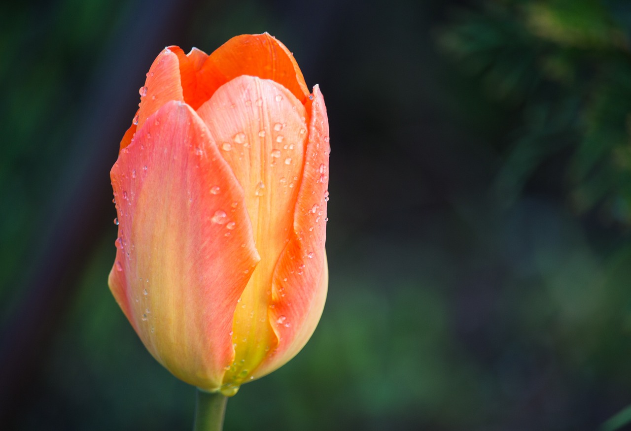 tulip pink spring free photo