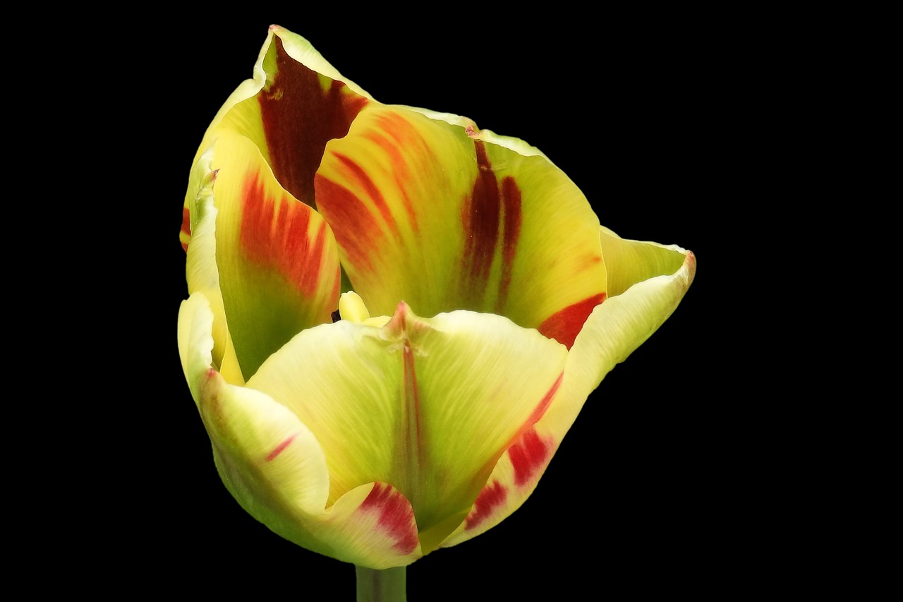 tulip blossom bloom free photo