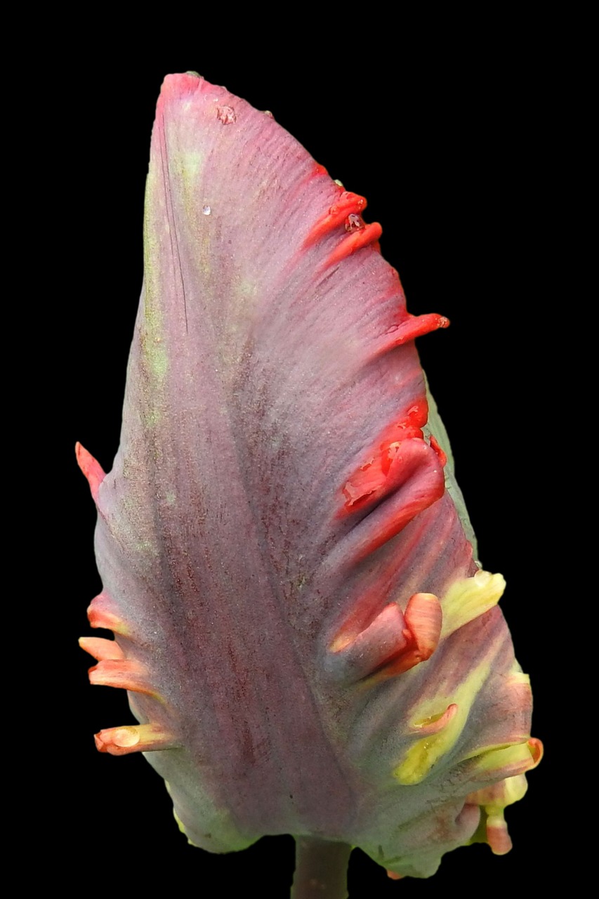 tulip blossom bloom free photo