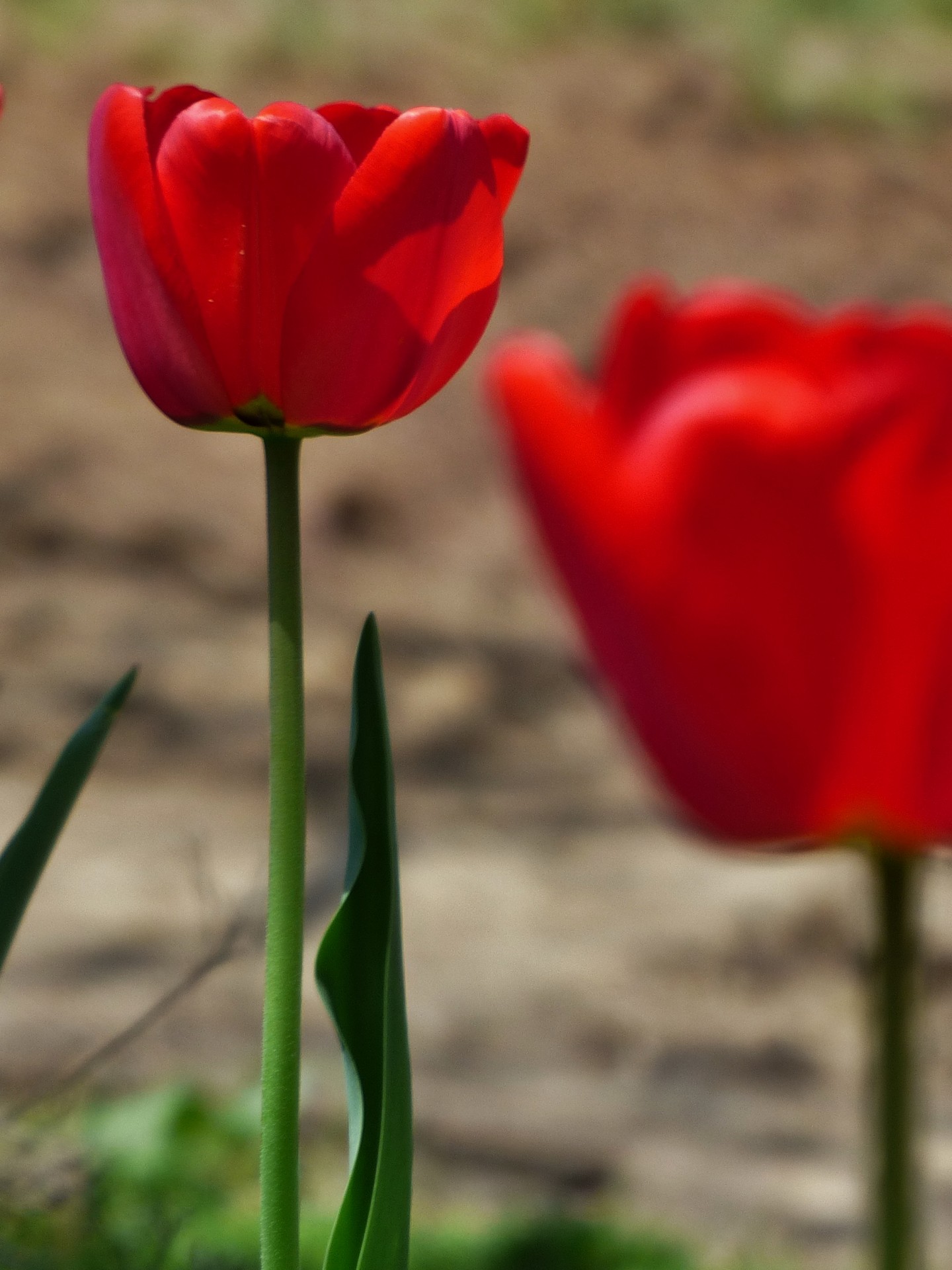 tulip flower flowers free photo