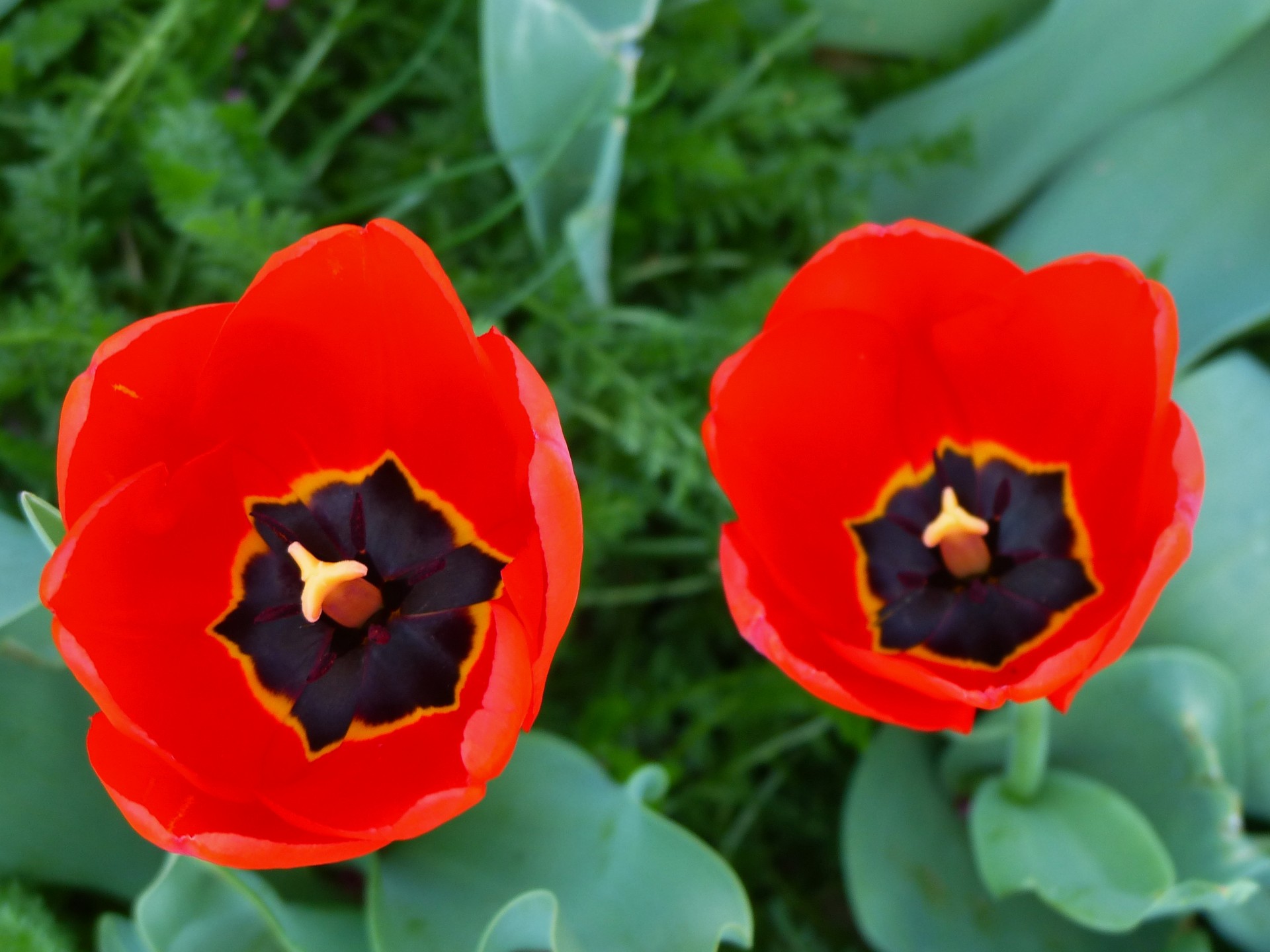 tulip flower flowers free photo