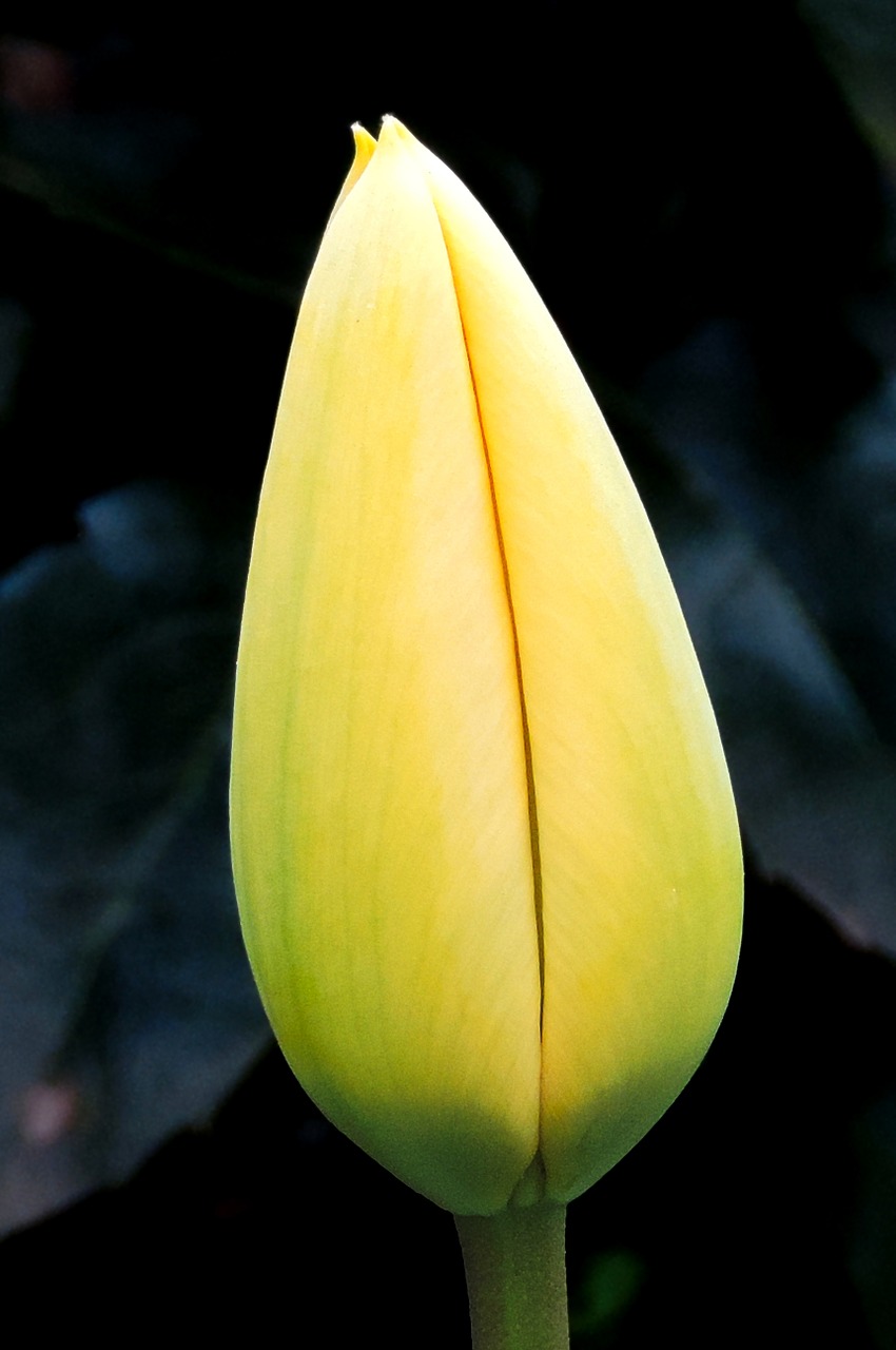 tulip yellow blossom free photo