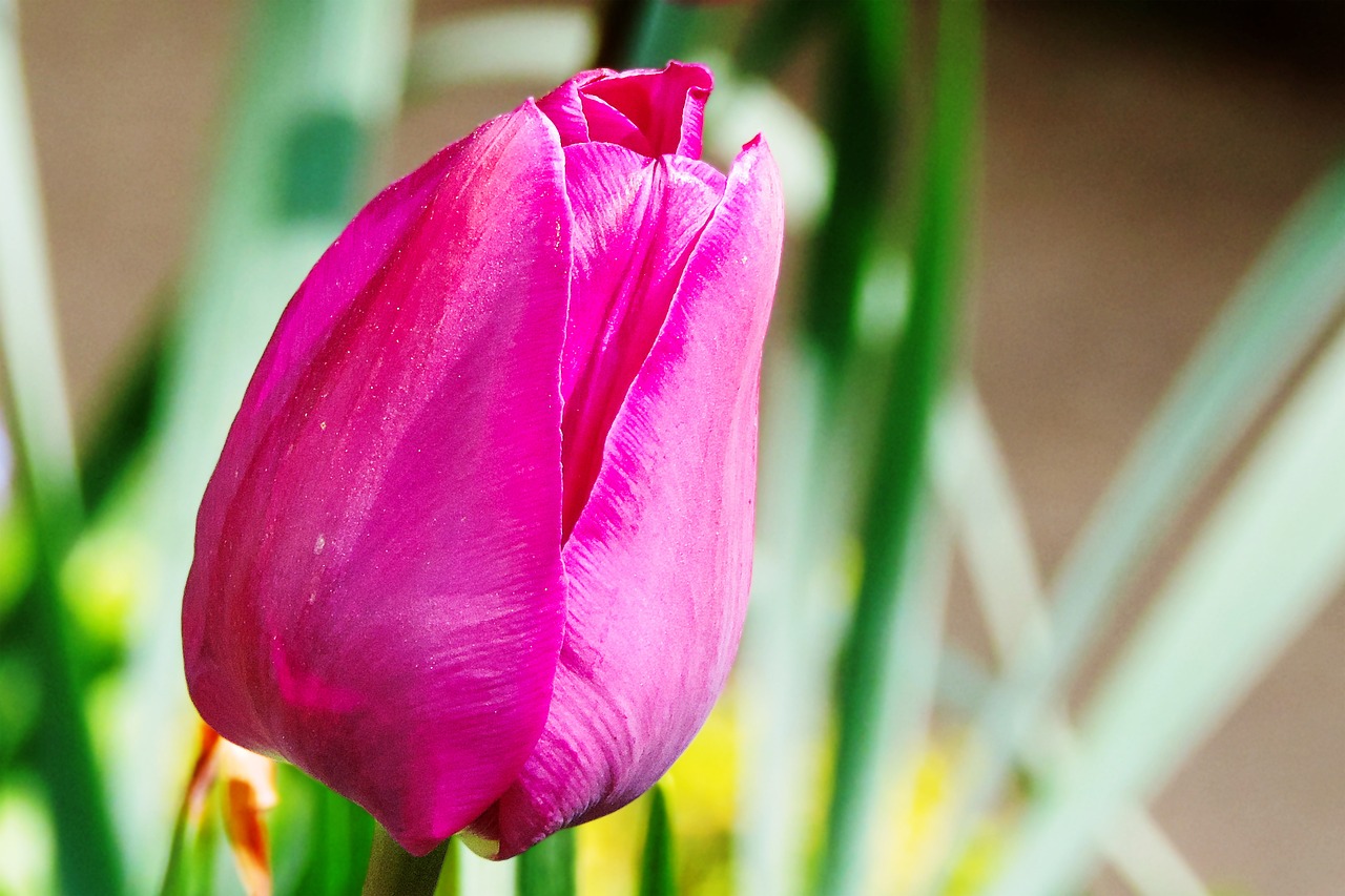 tulip pink flower free photo