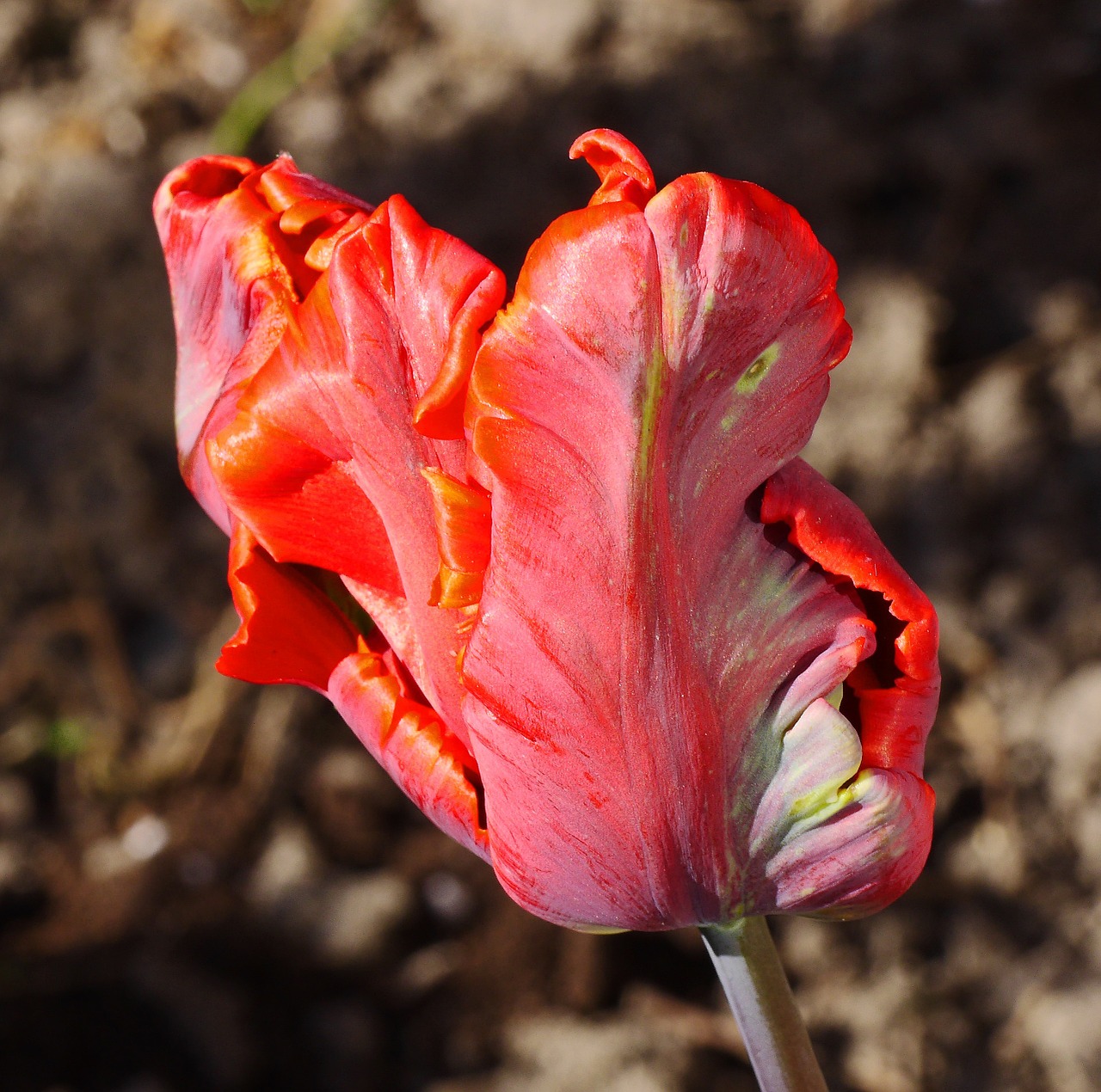 tulip tulpenbluete breeding free photo