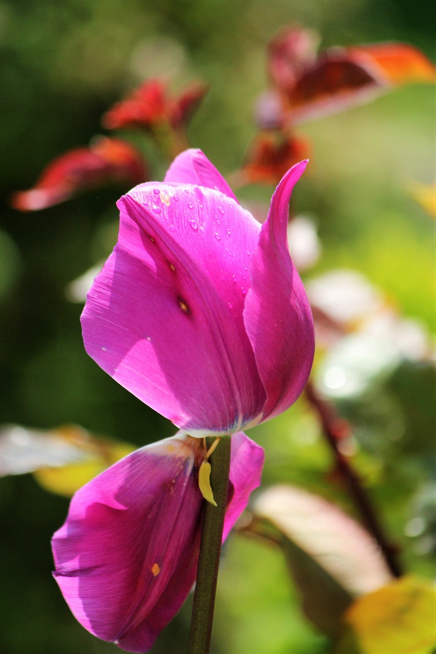 tulip pink beauty free photo