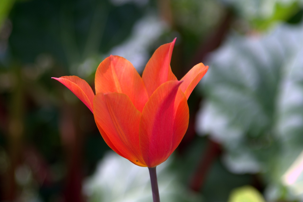 tulip orange frayed free photo