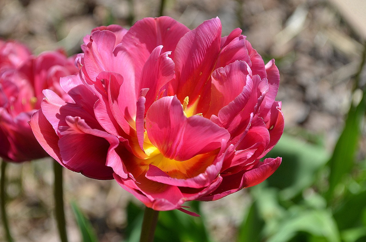 tulip blossom bloom free photo