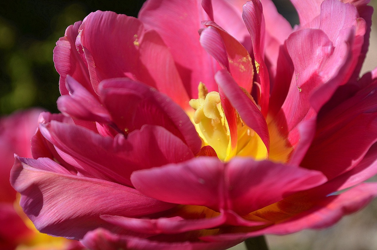 tulip red pink free photo