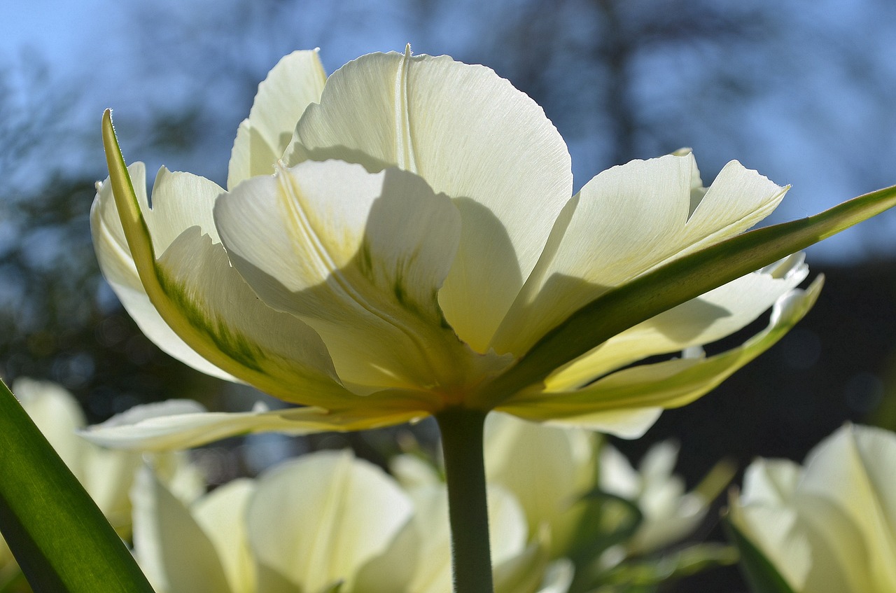 tulip blossom bloom free photo