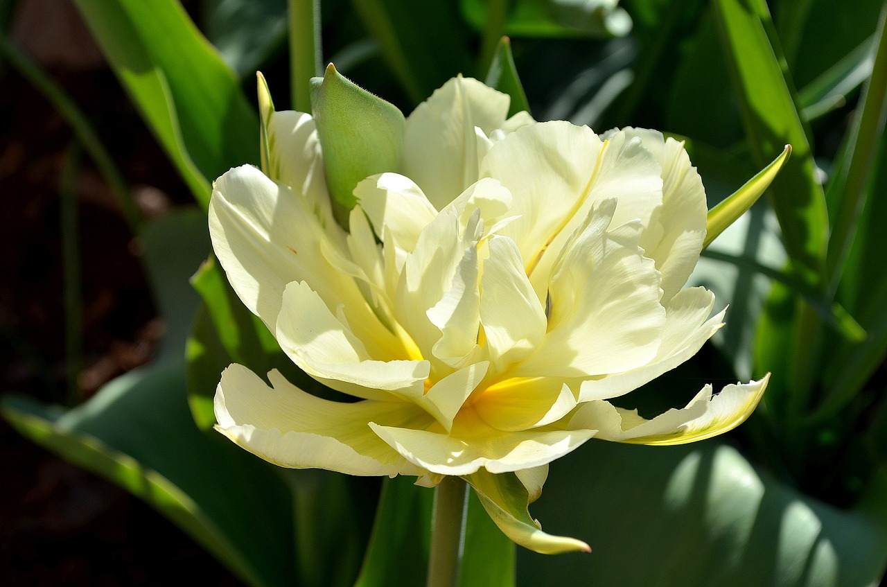 tulip white green free photo