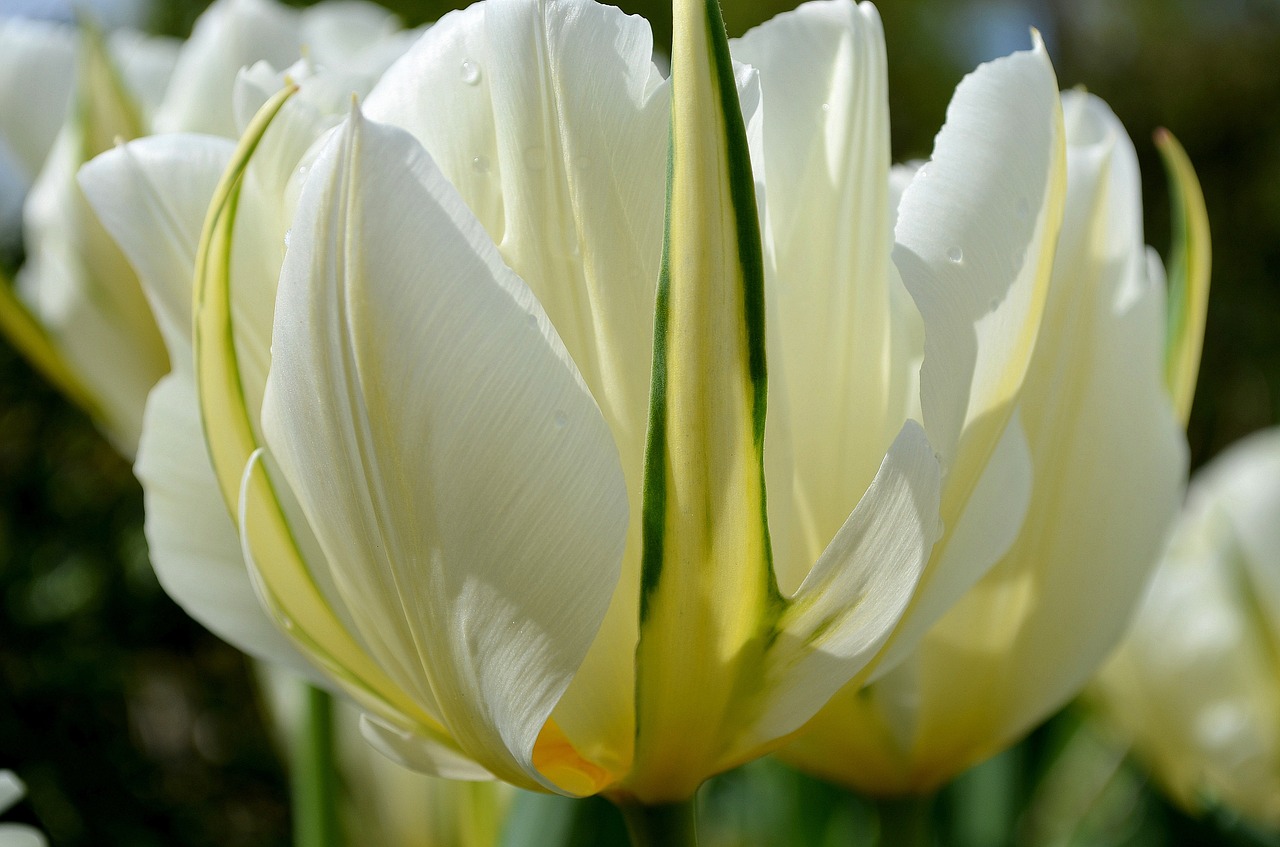 tulip white green free photo