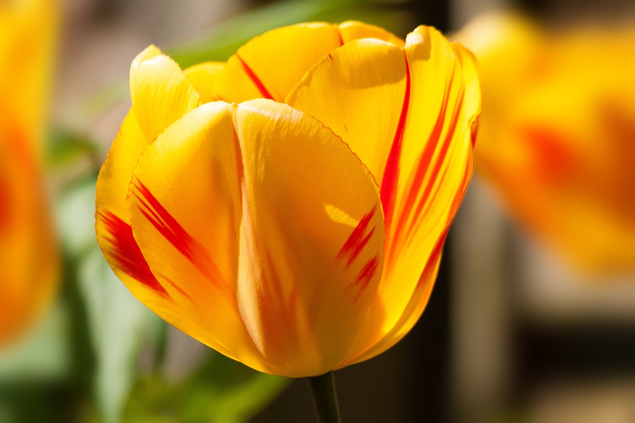 tulip spring flower flower free photo