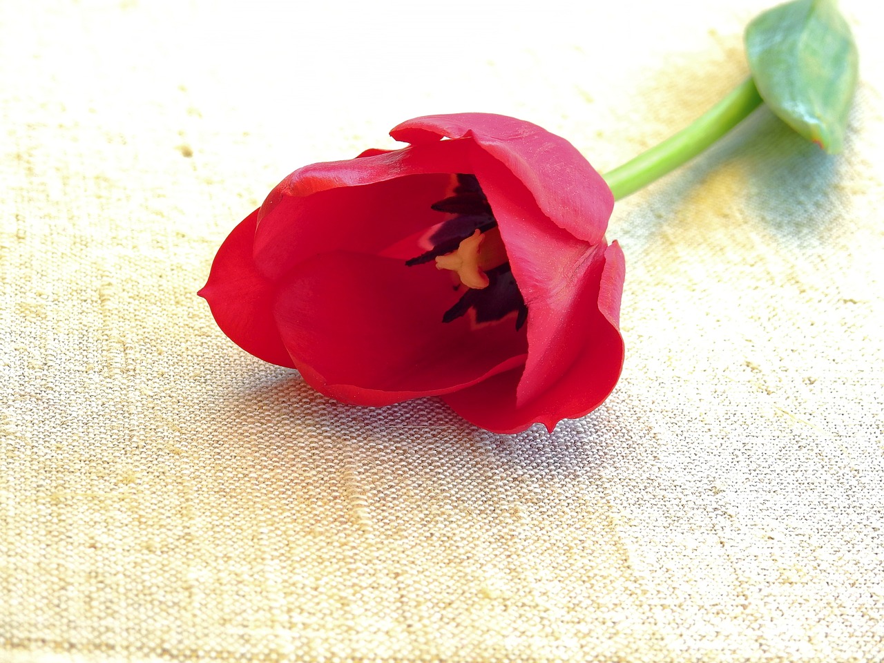 tulip flower nature free photo