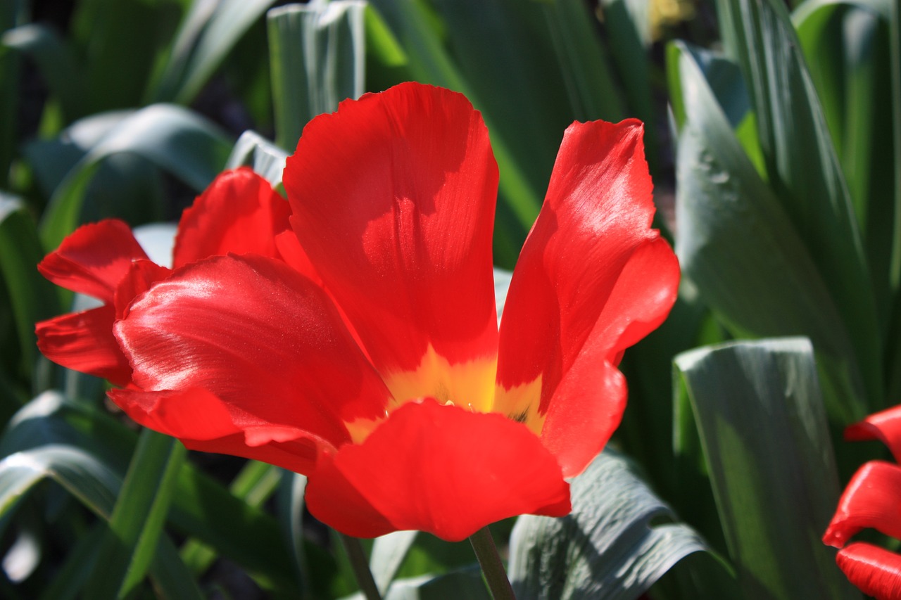 tulip spring blossomed free photo