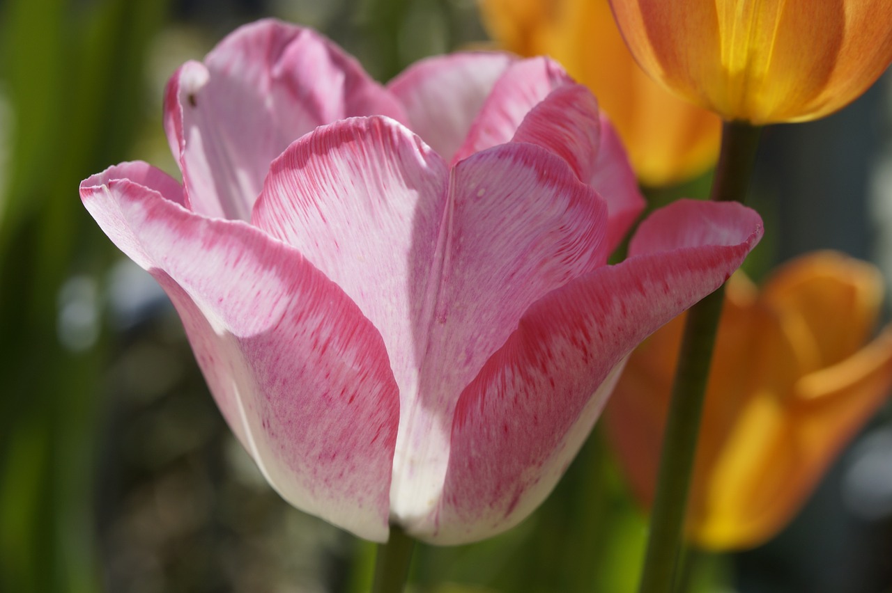 tulip flower pink free photo