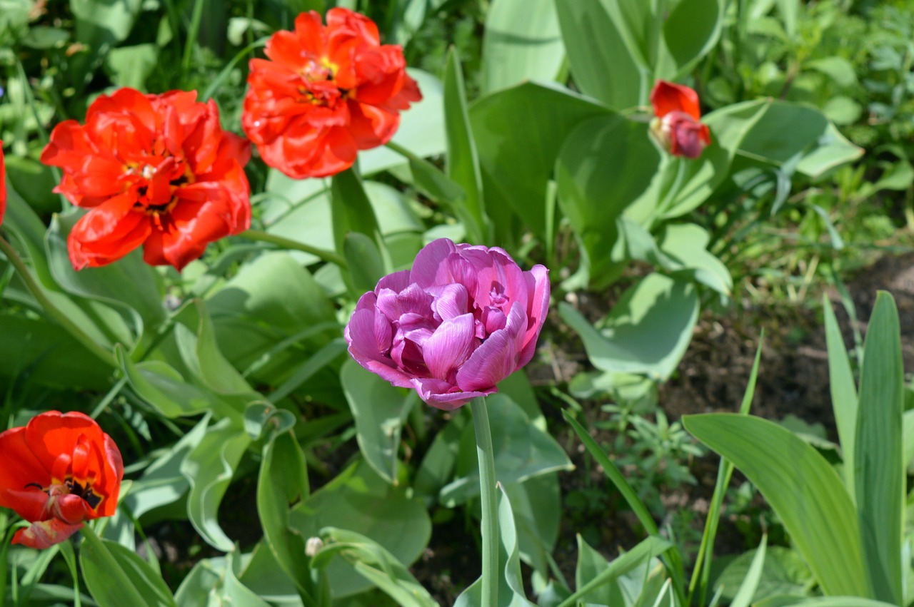 tulips flower bed flowers free photo