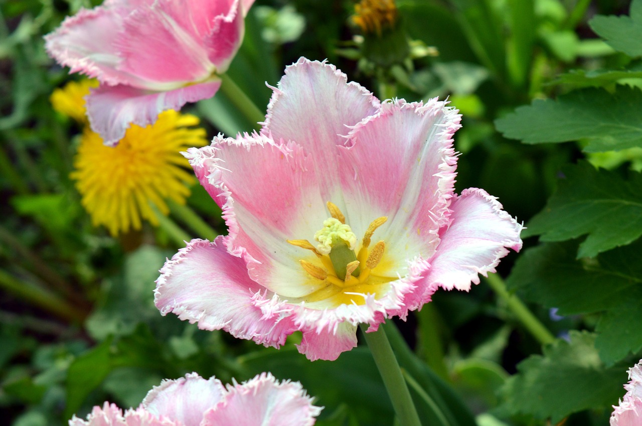 tulip pink white free photo