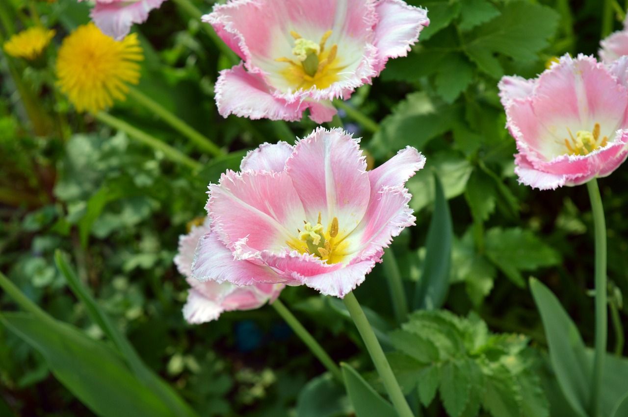 tulip pink white free photo