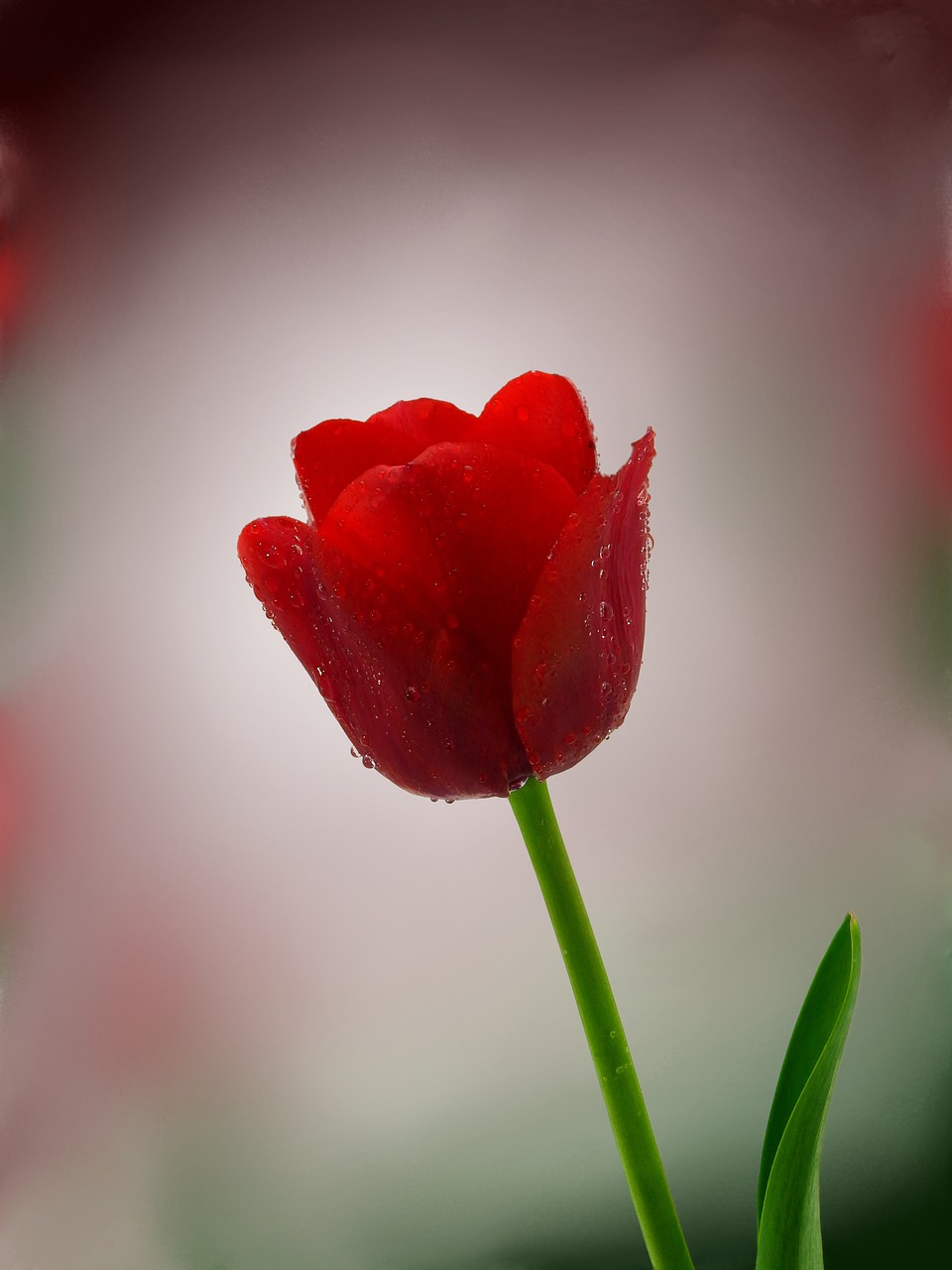 tulip flower nature free photo