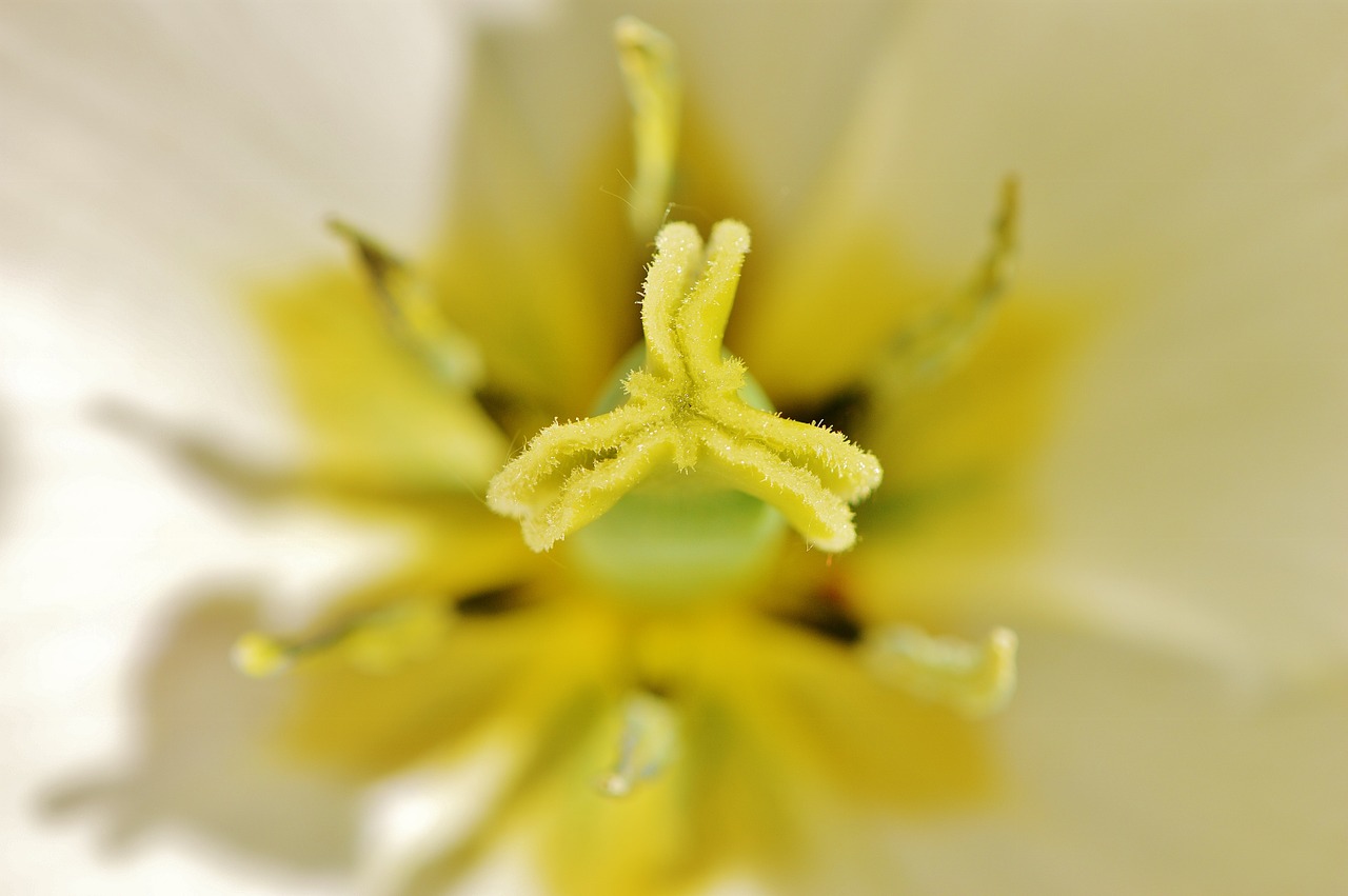 tulip close white free photo