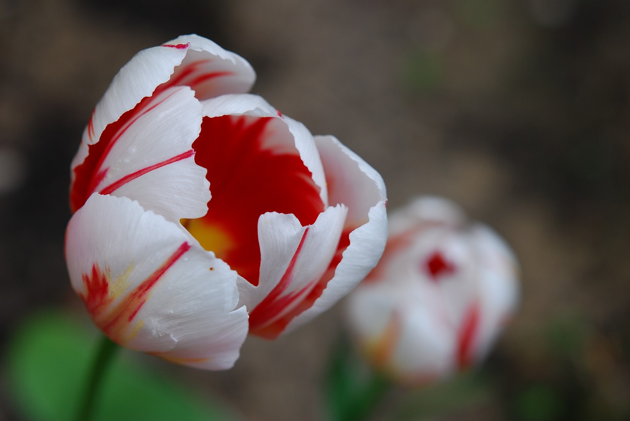 tulip flower cup free photo