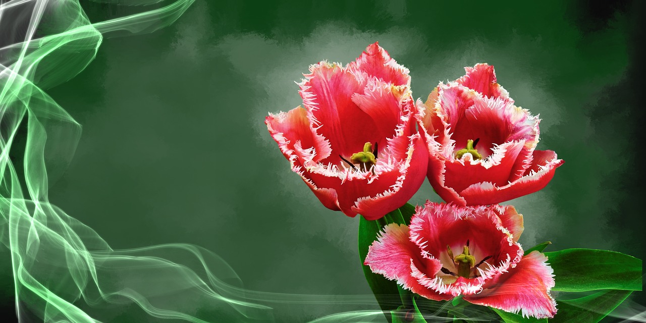 tulip flower plant free photo