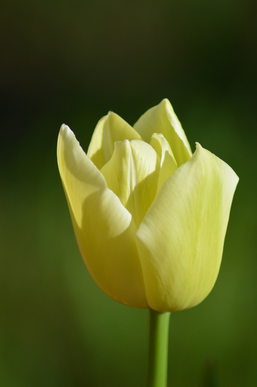 tulip flower spring free photo