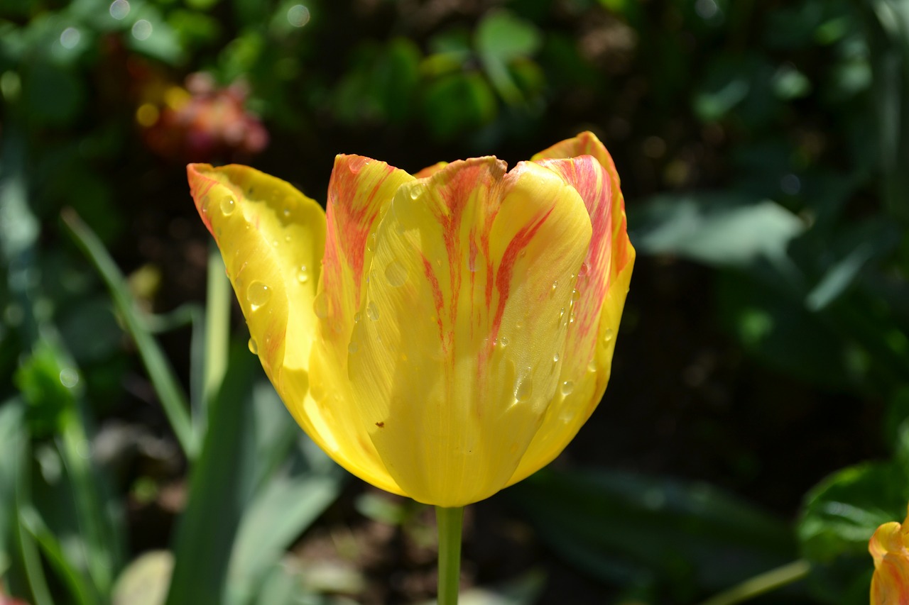 tulip flowers photography free photo