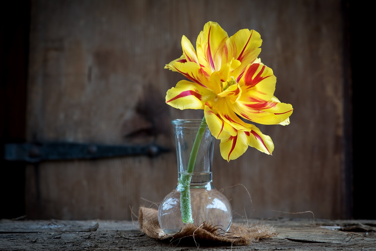 tulip flower blossom free photo