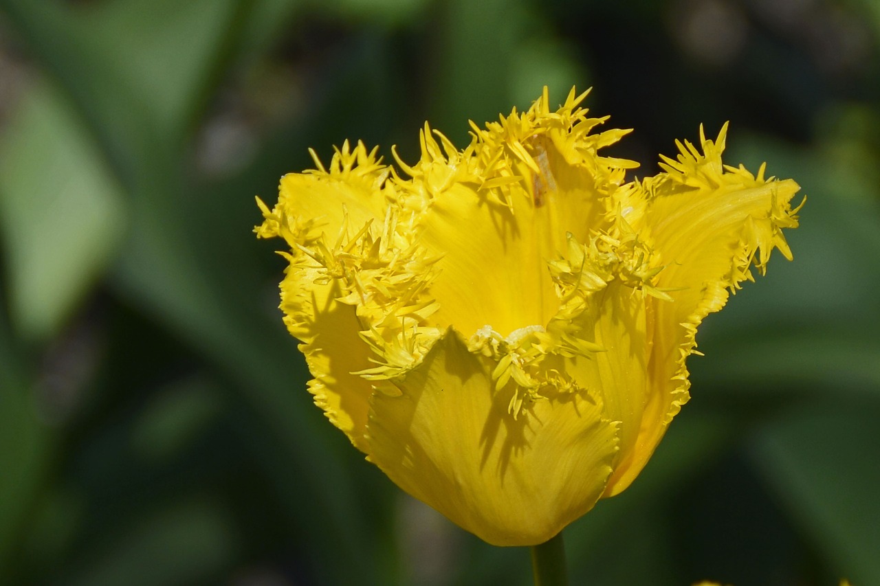 tulip tulpenbluete blossom free photo