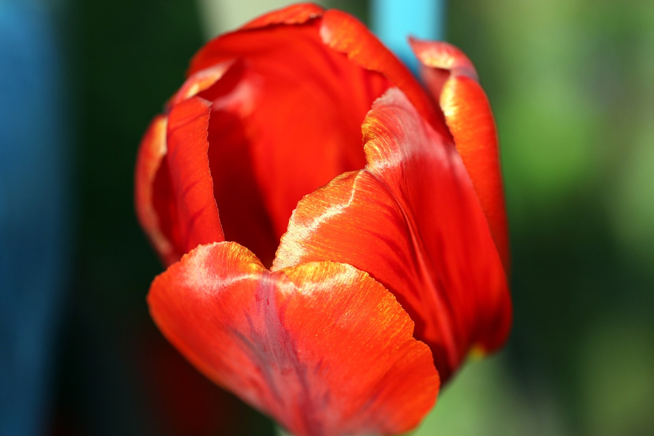 tulip spring red free photo