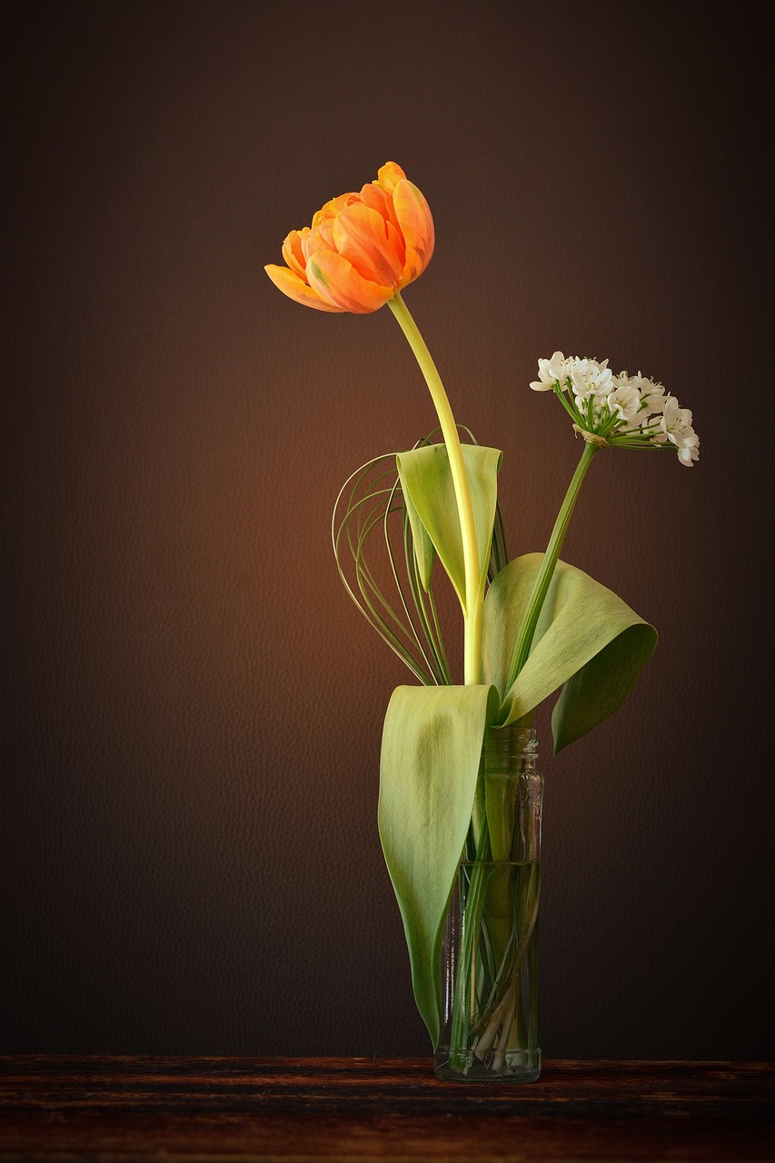 tulip flower orange free photo